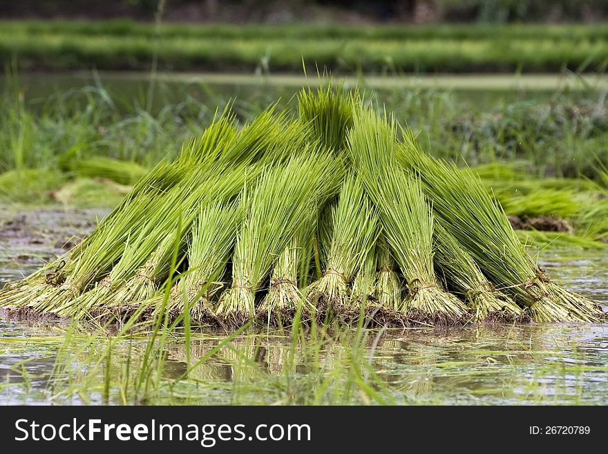 Rice seedling on a paddy field