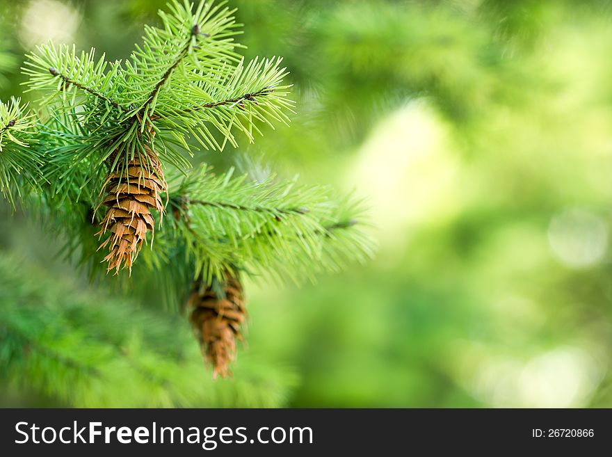 Pine cone &x28; pinecone &x29; on a Christmas tree