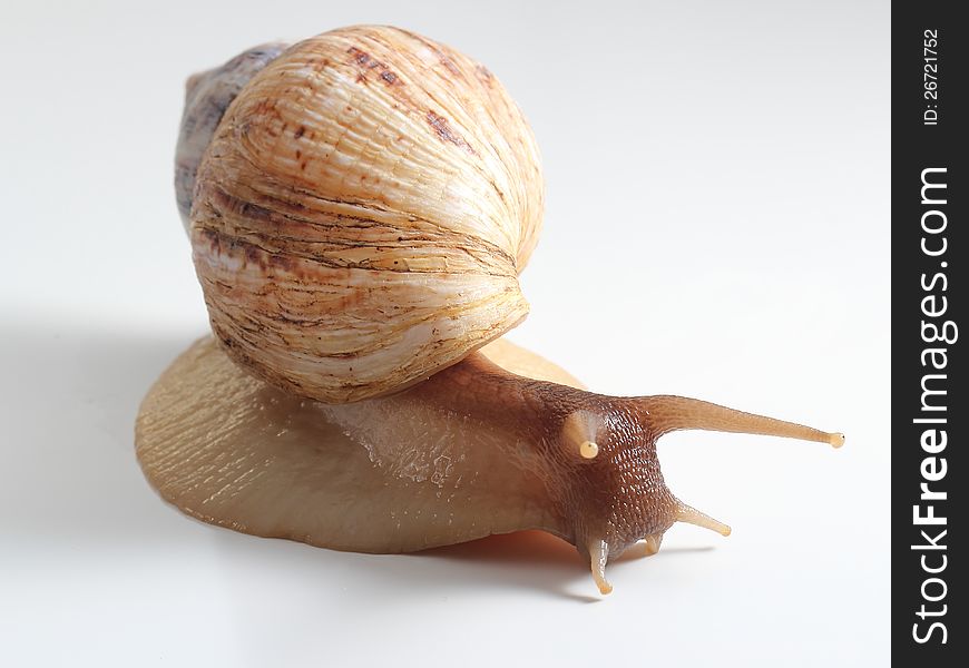 East African land snail. close-up