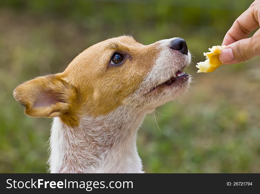 Close-up of Jack Russell dog, 2 years old.