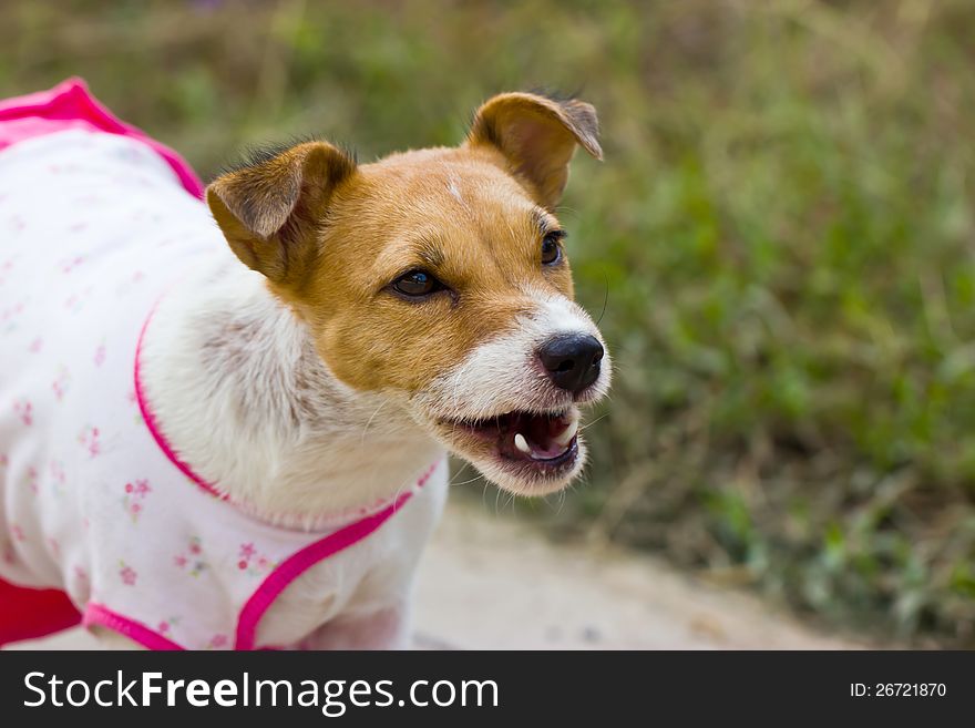 Close-up of Jack Russell dog, 2 years old.