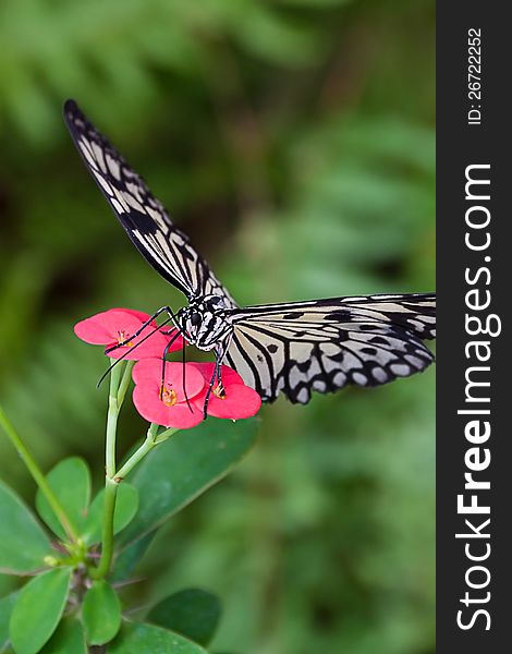 Paper Kite  on a flower