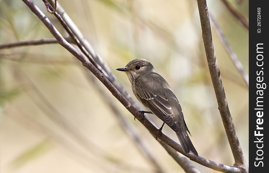 Spotted flycatcher &#x28;Muscicapa striata&#x29; on a tree branch. Spotted flycatcher &#x28;Muscicapa striata&#x29; on a tree branch