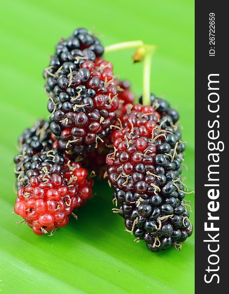 Mulberry fruits on banana leaf. Mulberry fruits on banana leaf.