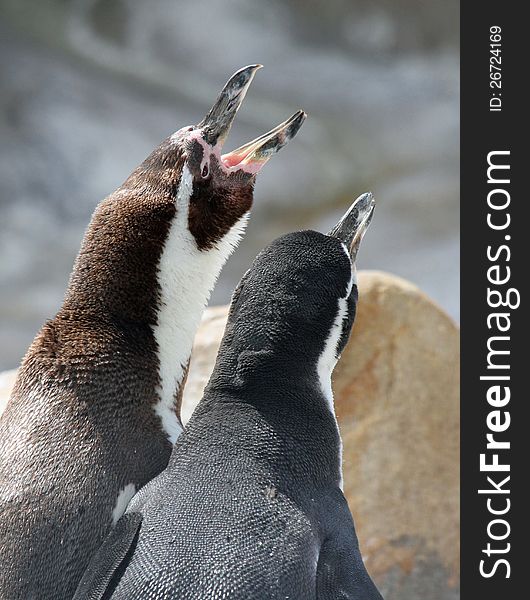 Two Penguins Looking Upward With Open Mouth