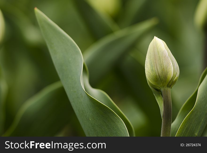 Close-up photography of tulip.