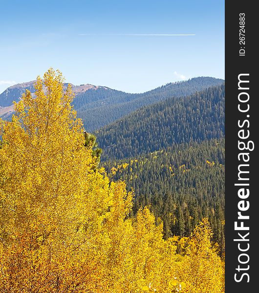 Colorado Aspen Tree and Mountain View