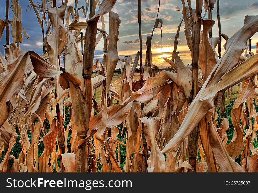 Sunrice colors over the corn leafs. Sunrice colors over the corn leafs