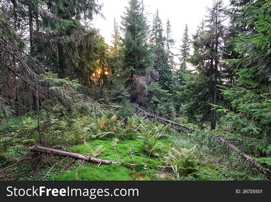 Mysterious sunset in a thicket of dense forest. Ukraine.