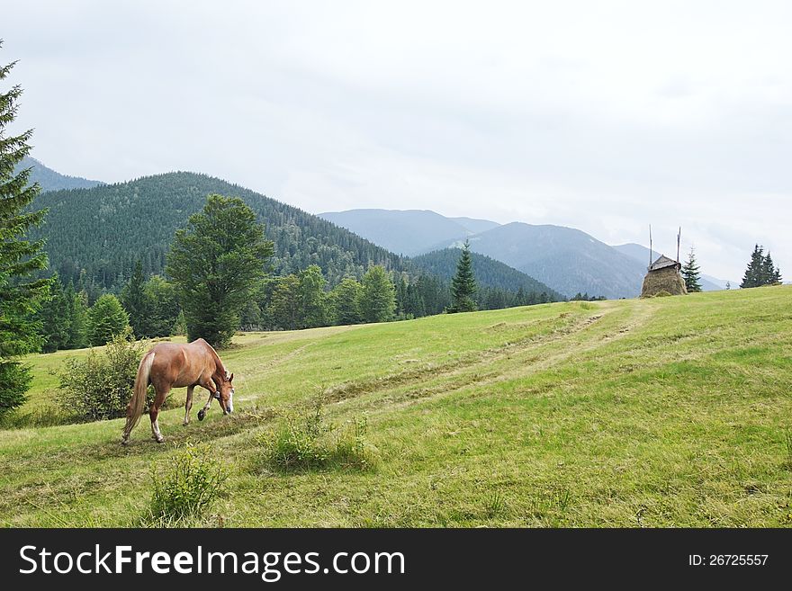 Beautiful horse goes to pasture in mountain. Beautiful horse goes to pasture in mountain.