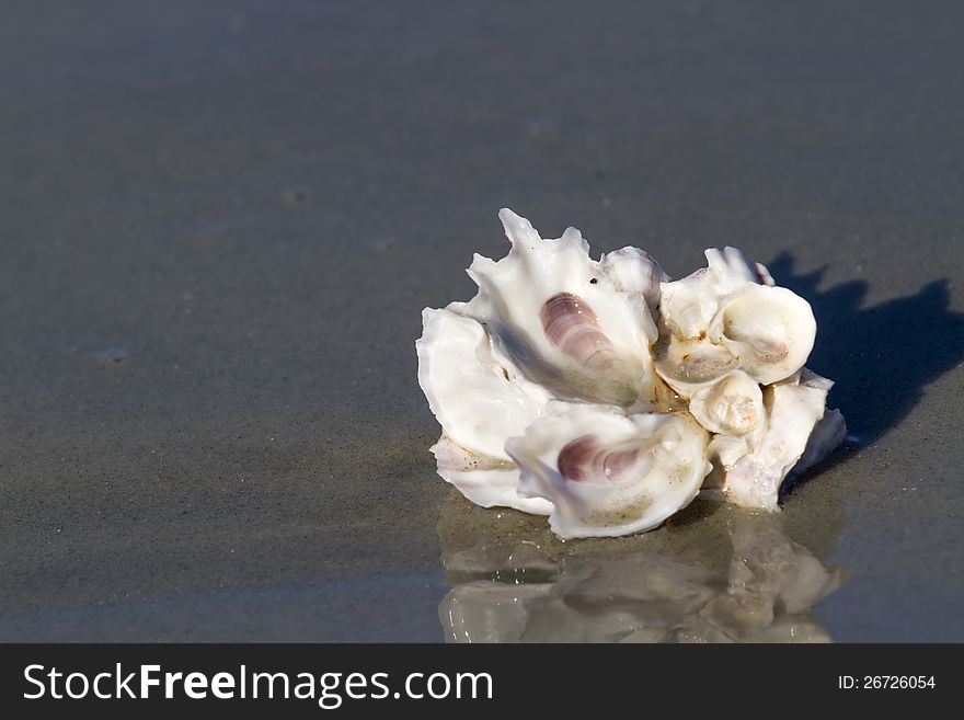 Oyster shells on the beach