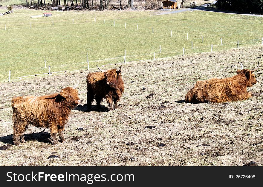 Scottish Highland Cattle On A Pasture