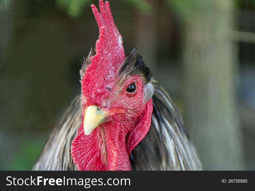 Closeup Of A Rooster