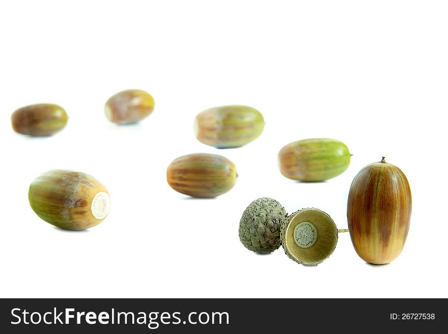 Group of acorns on a white background