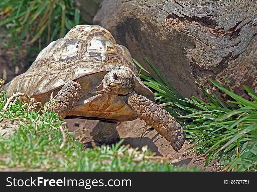 Star Tortoise Walking Near Grass And Rock