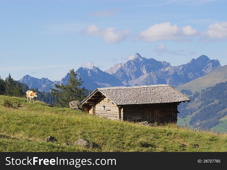 Cows Grazing In Swiss Alps