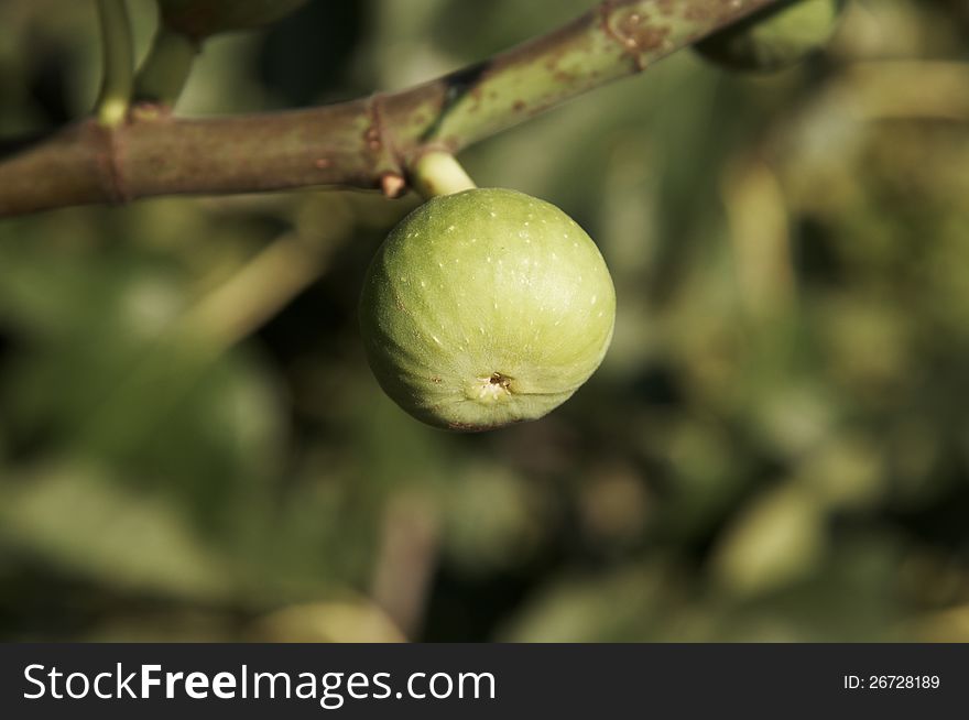Fig which grows on the coast of the Adriatic