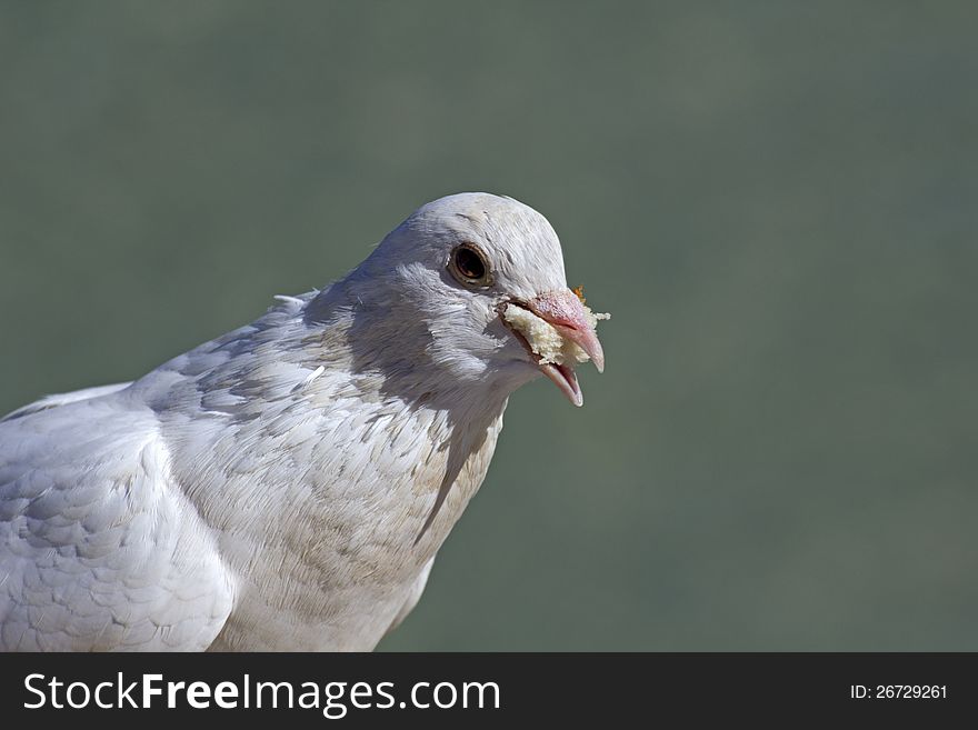 A white pigeon with a piece of white bread between its beak against pea-green background.
Ample text space RHS. A white pigeon with a piece of white bread between its beak against pea-green background.
Ample text space RHS.