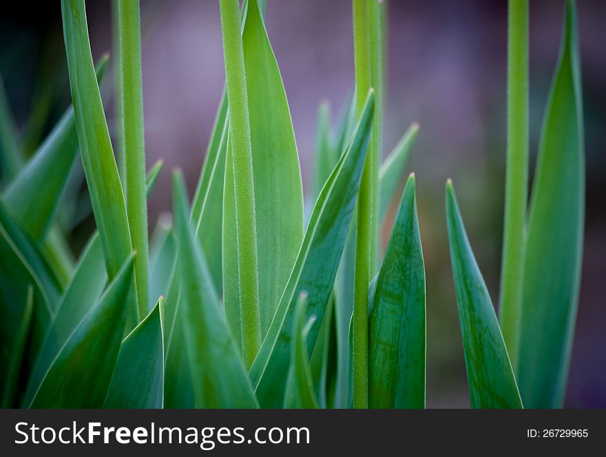 Close up of green blades of plant in soft focus with purple background. Image no 105. Close up of green blades of plant in soft focus with purple background. Image no 105.