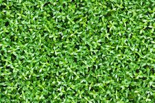 Artificial Tiny Green Leaves Texture Royalty Free Stock Photography