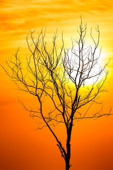 Death Tree Over Sky Background In Sunset Stock Image Death Tree Over Sky Background In Sunset Stock Image