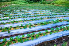 Strawberry Field On The Mountain Royalty Free Stock Images Strawberry Field On The Mountain Royalty Free Stock Images