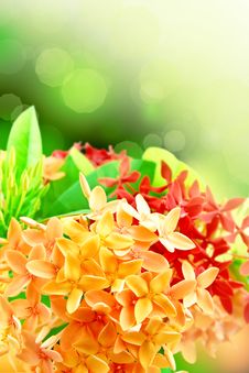 Spring Flowers In The Morning Stock Images Spring Flowers In The Morning Stock Images