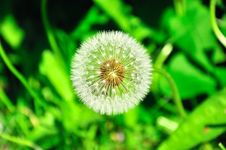 Dandelion On Background Green Grass Royalty Free Stock Image Dandelion On Background Green Grass Royalty Free Stock Image