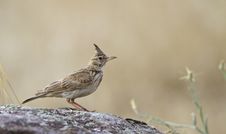 Crested Lark &x28;Galerida Cristata&x29; Royalty Free Stock Photos Crested Lark &x28;Galerida Cristata&x29; Royalty Free Stock Photos