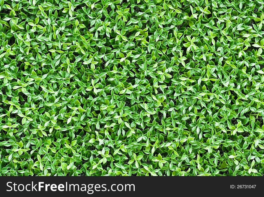 Artificial Tiny Green Leaves Texture