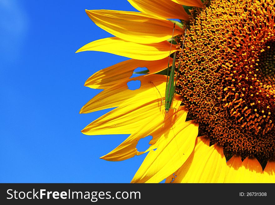 Sunflower With Grasshopper