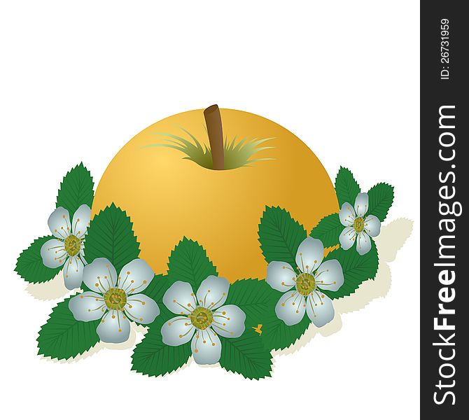 Apple and apple flowers. The illustration on a white background