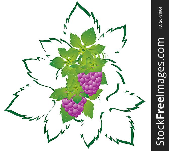 The vine and bunch of grapes. The illustration on a white background.