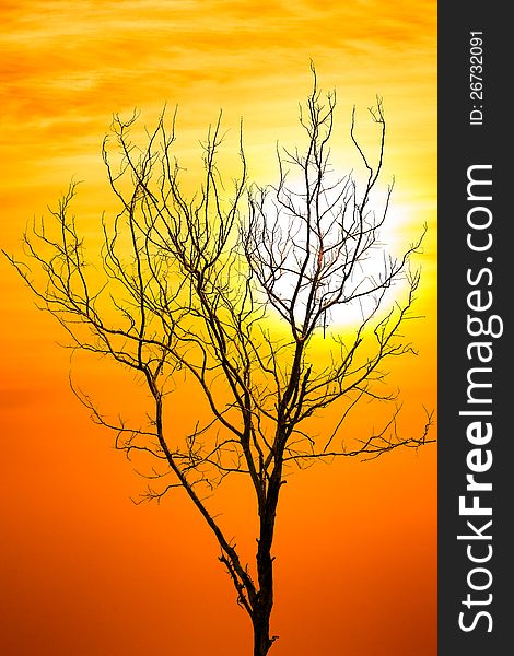 Death tree against sunlight over sky background in sunset. Death tree against sunlight over sky background in sunset