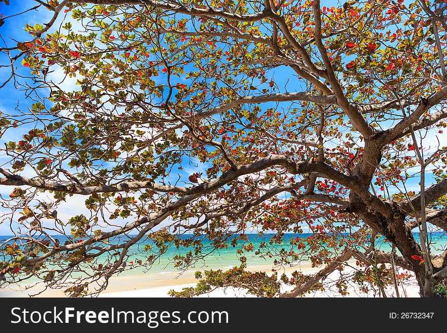 Indian almond tree at the beach