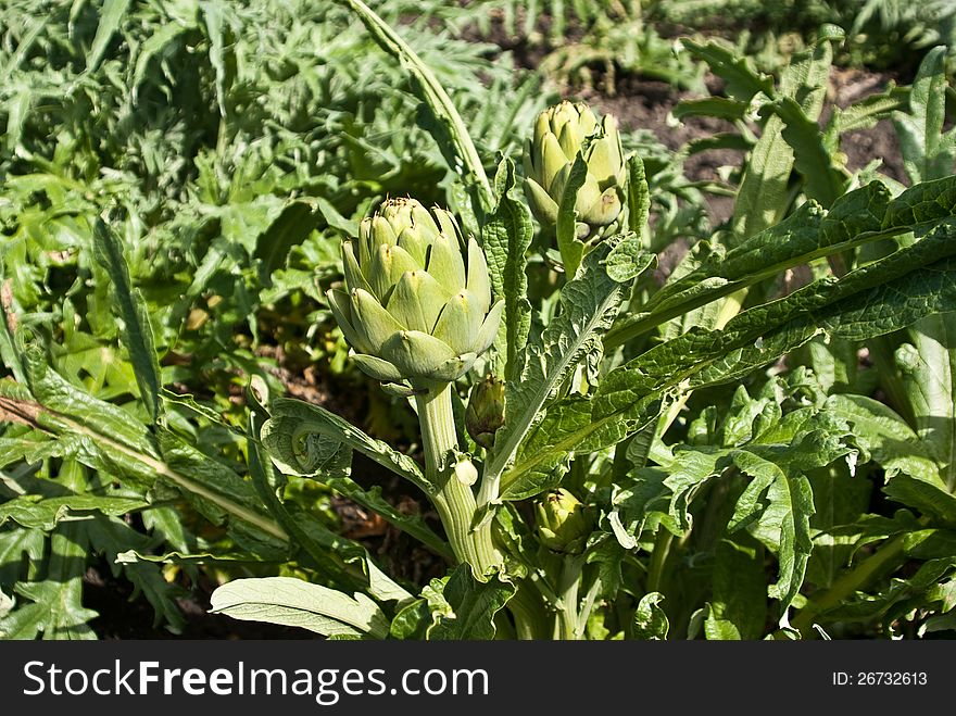 Artichoke Crop Growing In California Field