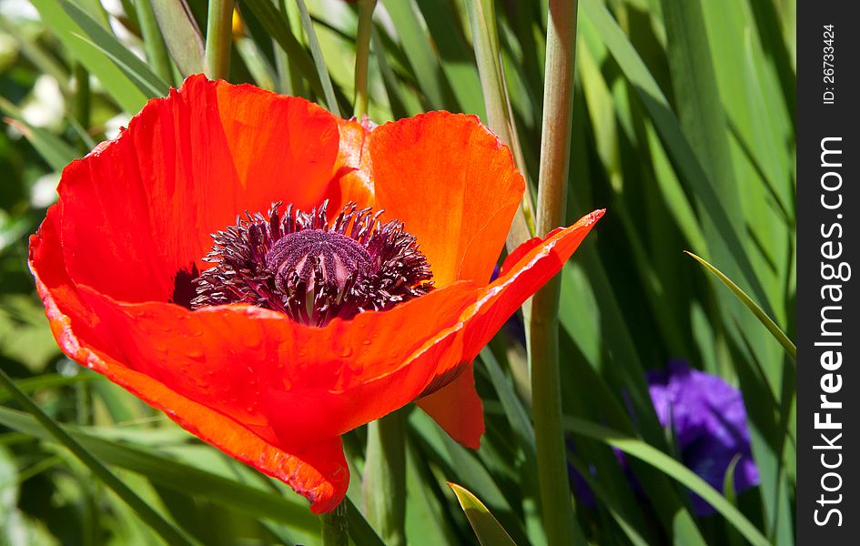 Red poppy on green background
