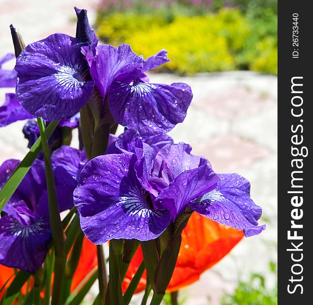 Iris flowers in sunny day