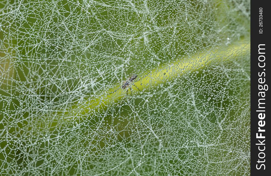 Cobweb with spider in the grass