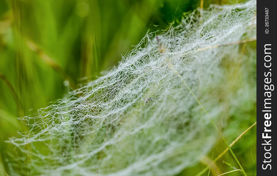 Cobweb with spider in the grass