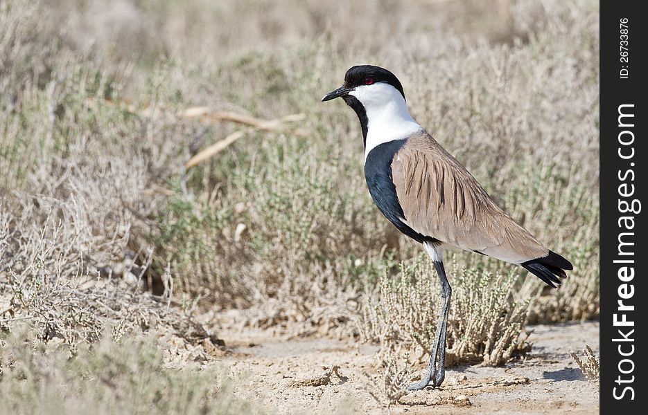 Spur winged lapwing walking around. Spur winged lapwing walking around