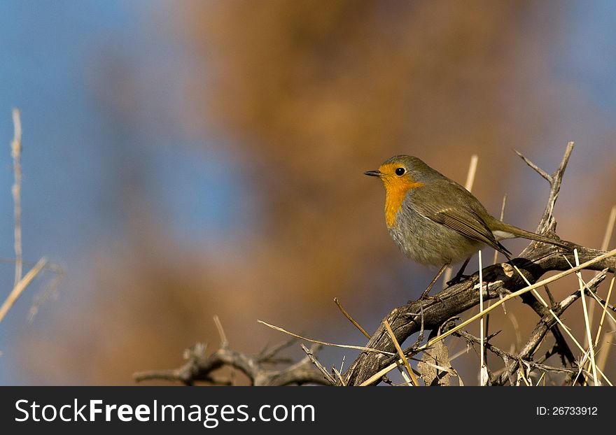 Robin singing on top of a tree branch