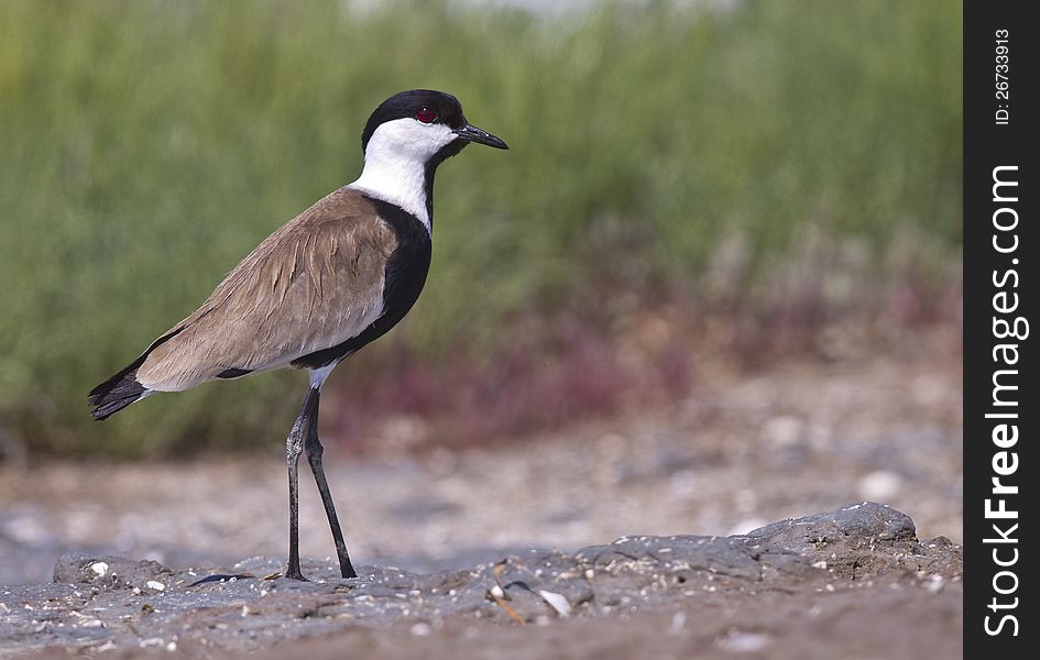 Spur-winged Lapwing