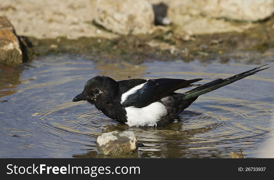 Magpie bathing in an accumulation of water. Magpie bathing in an accumulation of water