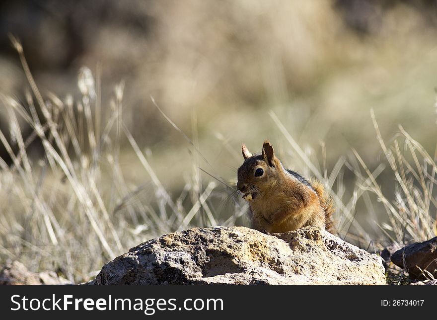 Squirrel eating an acorn on top of a rock