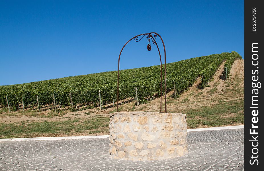 A vineyard in an Italian summer. A vineyard in an Italian summer