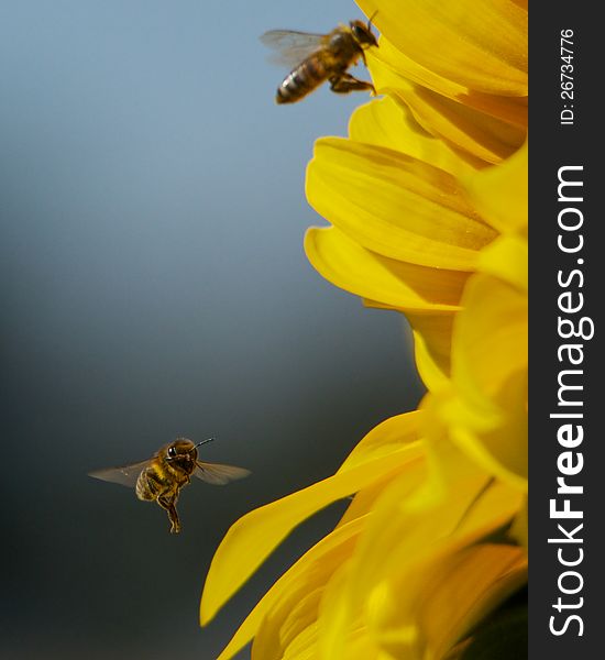 Bees flying around a sunflower.  Shot from the side it has one bee if perfect focus appearing to look straight into the camera. Bees flying around a sunflower.  Shot from the side it has one bee if perfect focus appearing to look straight into the camera.