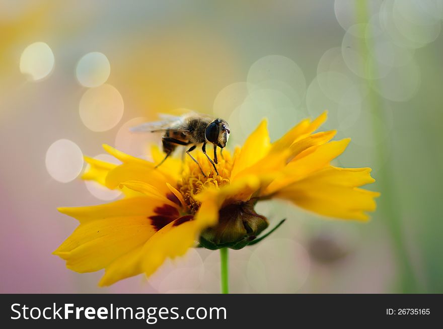 Honey bee on sweet yellow beautiful cosmo flower