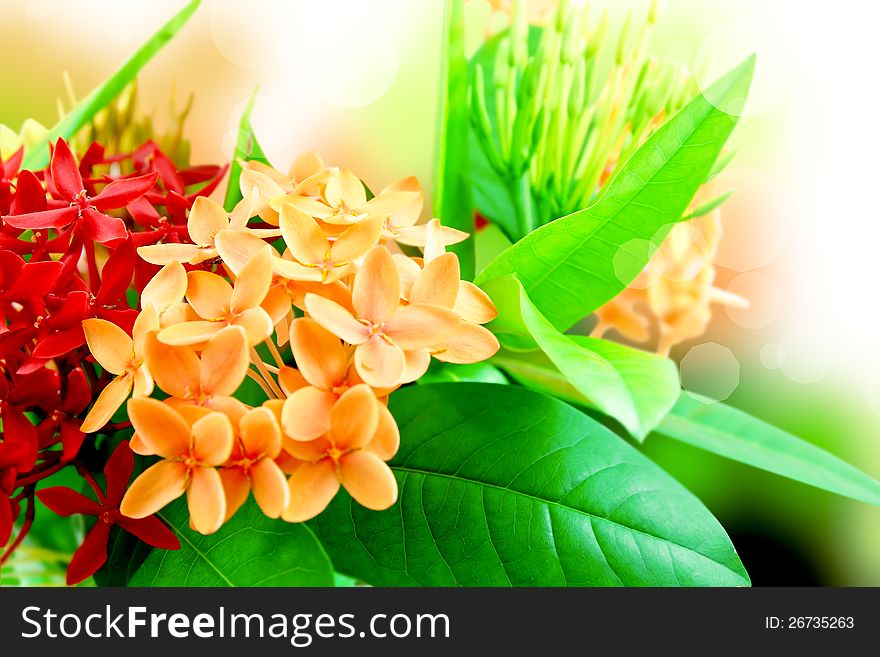 Closeup of red and yellow flowers