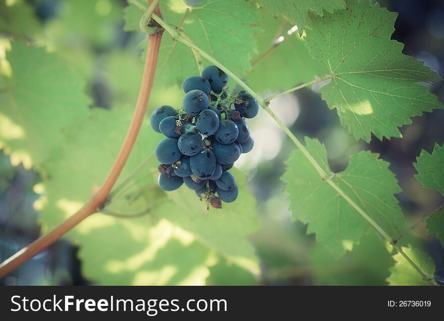 Blue bunch of grapes on foliage background. Blue bunch of grapes on foliage background